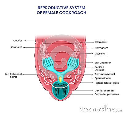 Female cockroach rerodctive sysem have Ovaries, oviducts, external genitalia for egg production, fertilization Vector Illustration