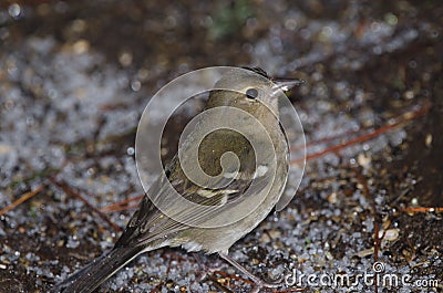 Female common chaffinch. Stock Photo
