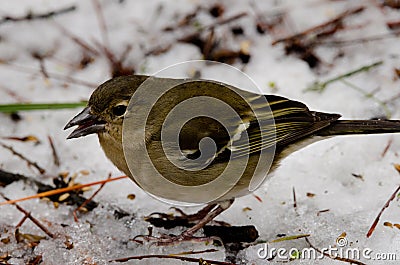 Female common chaffinch. Stock Photo