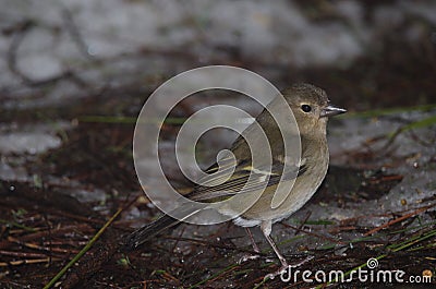 Female common chaffinch. Stock Photo