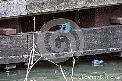 Female common kingfisher alcedo atthis in flight in urban town that is quieter due to Covid 19 Stock Photo