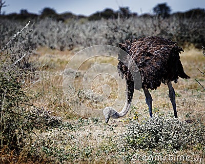 A female common ostrich eating, Etosha National Park, Namibia, Africa Stock Photo