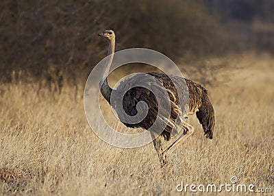 Female common ostrich Struthio camelus Stock Photo