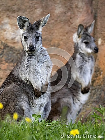 Female Common wallaroo, Macropus r. robustus, observe the surroundings Stock Photo