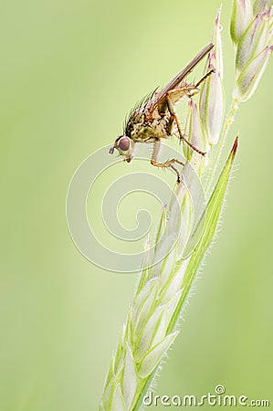 Female Common Yellow Dung-fly, Scathophaga stercoraria on Grass Inflorescence Stock Photo