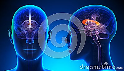 Female Corpus Callosum Brain Anatomy - blue concept Stock Photo