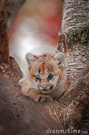 Female Cougar Kitten Puma concolor Alert in Tree Stock Photo