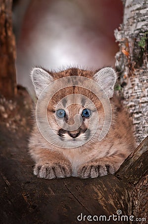 Female Cougar Kitten Puma concolor Stares Out From Tree Stock Photo