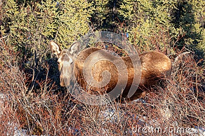 Female cow moose in Denali National Park in Alaska USA Stock Photo