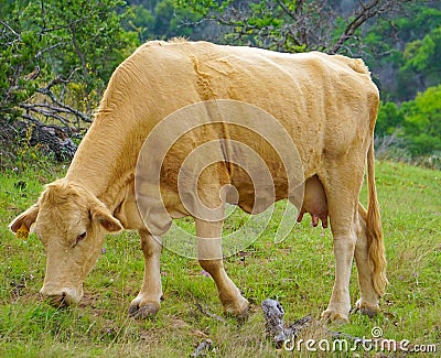 A Female Cow in a Pasture Stock Photo