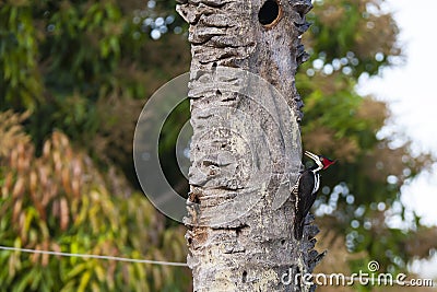 Female Crimson-Crested Woodpecker Vocalizing on Dead Tree Stock Photo