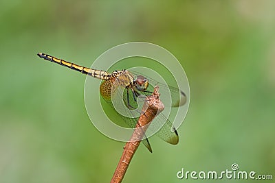 A female crimson dropwing dragonfly Stock Photo