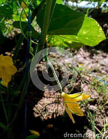 Female cucumber flowers will bear fruit Stock Photo