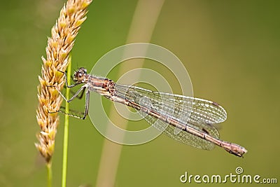 Female Damselfly : Enallagma cyathigerum Stock Photo