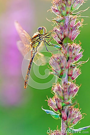 Female darter Stock Photo