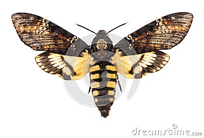 Death`s head hawk-moth isolated on white Stock Photo