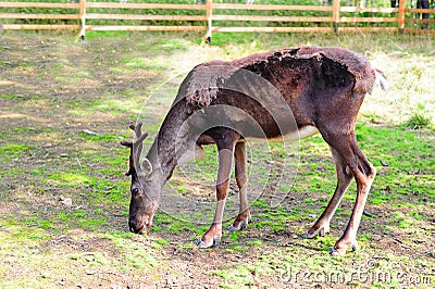 Female deer Stock Photo