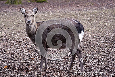 Female Deer Stock Photo