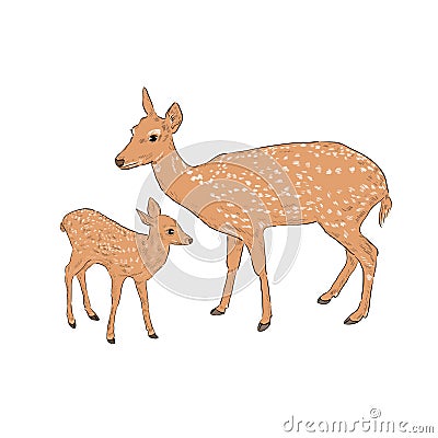 Female deer with a fawn Vector Illustration