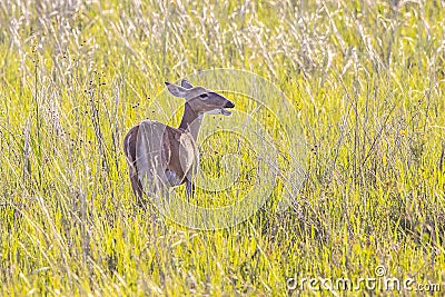 Female Deer In A Prairie Stock Photo