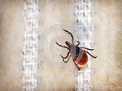 Female Deer Tick Stock Photo