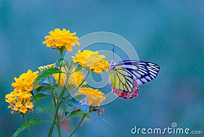 A female Delias eucharis, the common Jezebel, is a medium-sized pierid butterfly found resting on to the flower plant in a public Stock Photo