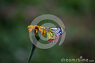 Beautiful Delias eucharis, the common Jezebel, is a medium-sized pierid butterfly resting on the Marigold flower plants Stock Photo