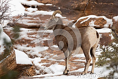 Female desert big horned sheep stands on snowy red rock ledge Stock Photo