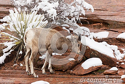 Female desert bighorn sheep foraging for food in winter Stock Photo