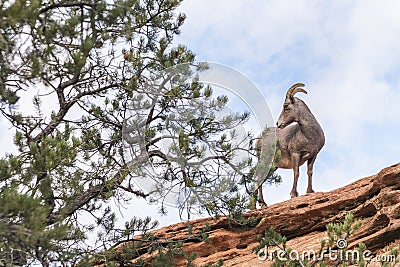 Female Desert Bighorn Sheep in Zion National Park.Utah.USA Stock Photo