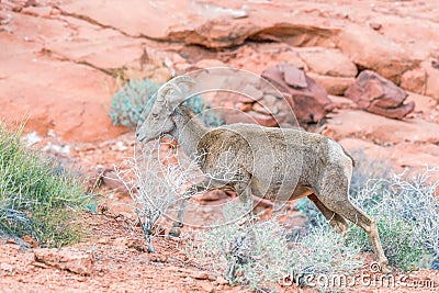 Female Desert Bighorn Sheep in Valley of Fire State Park.Nevada.USA Stock Photo