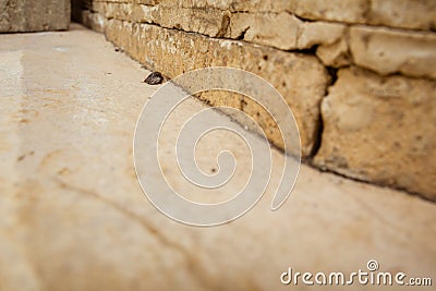 Female desert sand cockroach Stock Photo