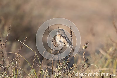 A female Desert Wheater or Oenanthe deserti observed in Rann of Kutch Stock Photo