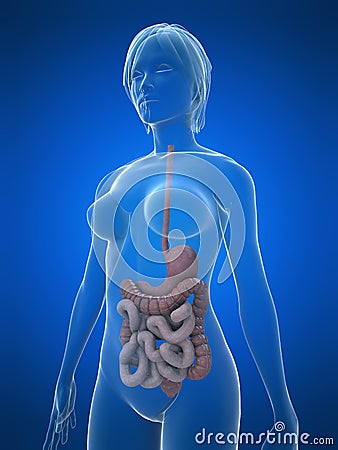 Female Digestive System Stock Photo - Image: 5591560