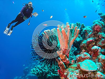 Scuba Diver Observes a Lively Crinoid in the Marshall Islands Stock Photo