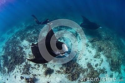 Female diver swimming with oceanic manta ray (Mobula birostris) Stock Photo