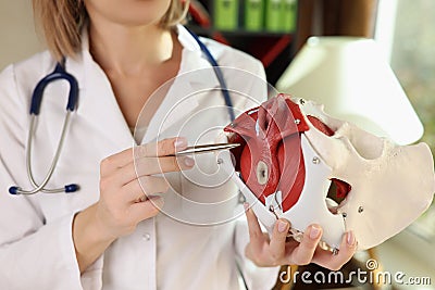 Female doctor holds in her hands model of female pelvis with muscles and pen. Stock Photo