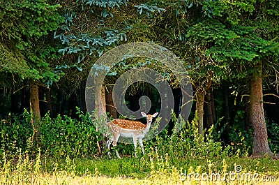 female doe - capreolus capreolus, western roe deer on the meadow in front of the forest min curious look, facing camera Stock Photo
