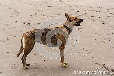 Female dog stanig in the sand Stock Photo