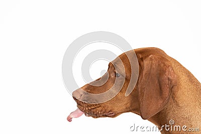 Female dog sticks her tongue out of her mouth. The Hungarian Shorthaired Pointed Dog's head. Stock Photo