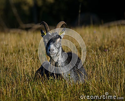 Female goat lying in grass Stock Photo