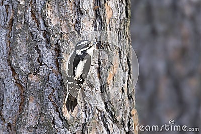 Female downey woodpecker on a tree Stock Photo