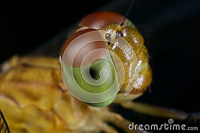 A female dragonffly, Neurothemis fluctuans Stock Photo
