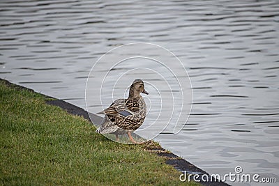 A female duck in the bank of the pond Stock Photo