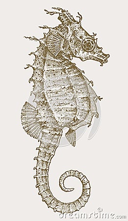 Female dwarf seahorse hippocampus zosterae in profile view Vector Illustration