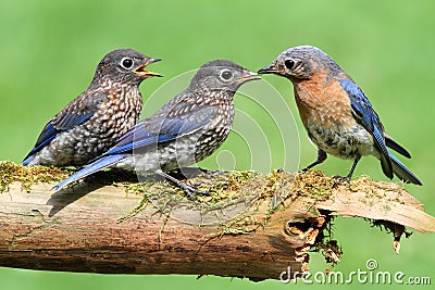 Female Eastern Bluebird With Babies Stock Photo