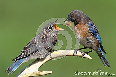 Female Eastern Bluebird Feeding A Baby Stock Photo
