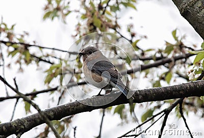 Female Eastern Bluebird Perched on Tree Branch Stock Photo