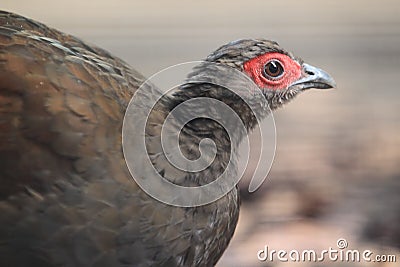 Edwards pheasant Stock Photo