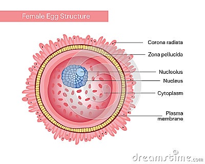 Female egg cell. Gamete structure.Vector illustration isolated on white background for education, schools, university and clinics. Vector Illustration